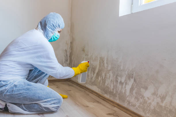 Mold Remediation specialist working in Wharton