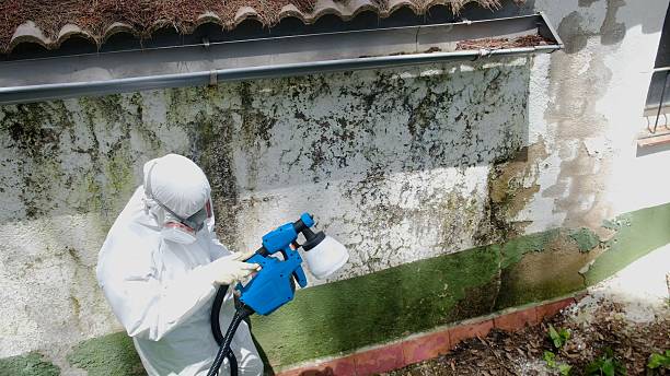 Mold Removal service in Wharton